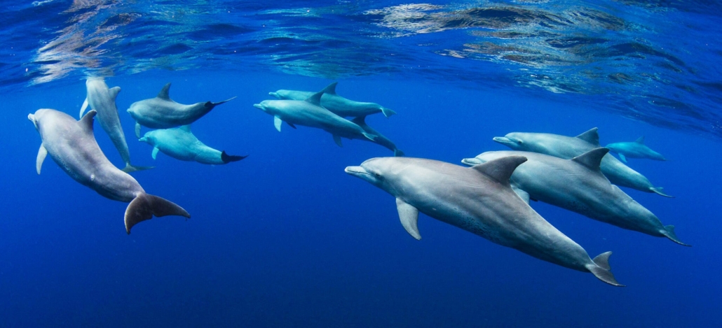 dolphins swimming underwater in ocean 2023 11 27 05 34 01 utc