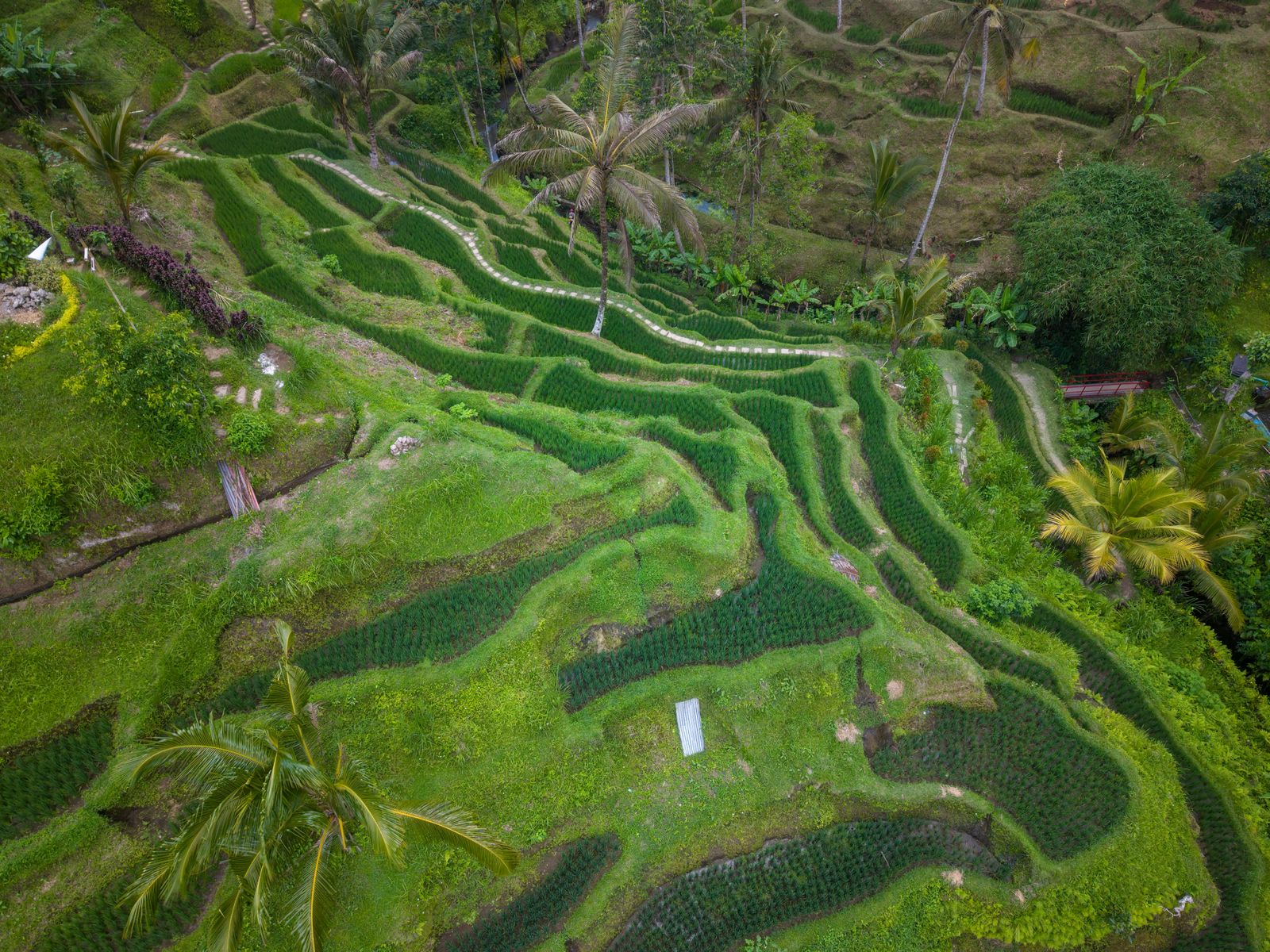 Aerial view of terraced rice fields in Bali